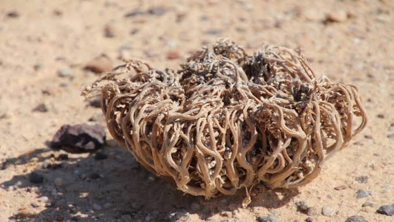 مشروب كف مريم للتخسيس