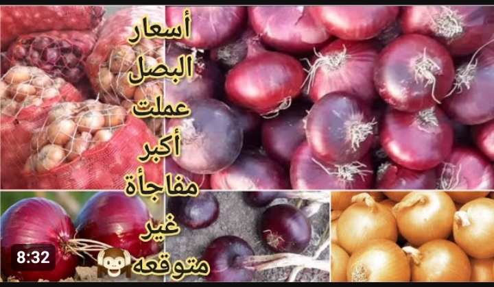 سعر البصل اليوم