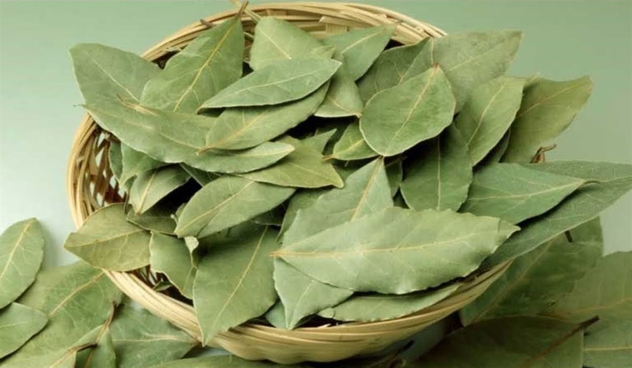 عشبة الشباب