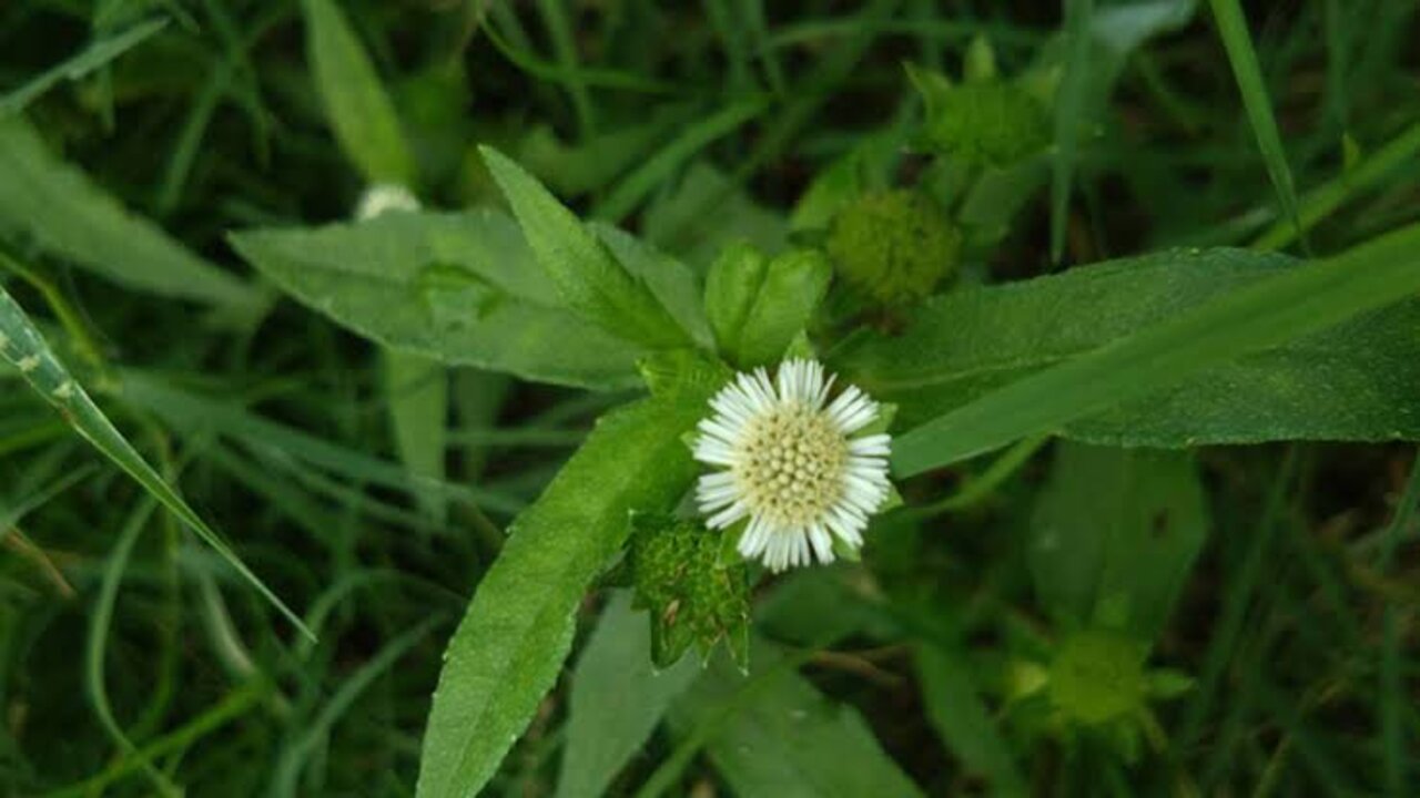 وصفة عشبة البرينجراج