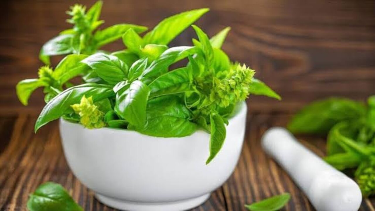 الريحان الهندي لتكثيف الشعر