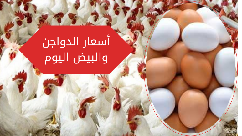 أسعار الدواجن والبيض اليوم 20231222 154213 0000