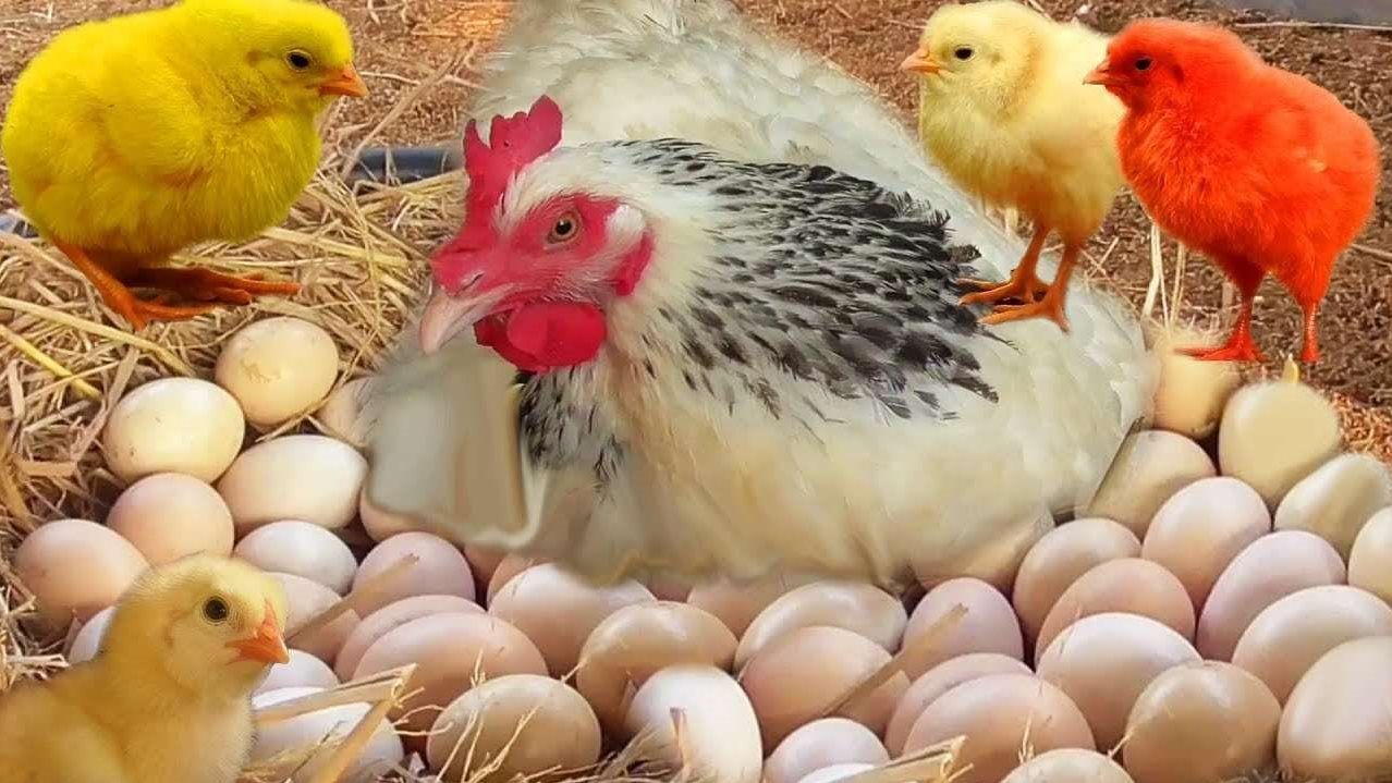 أسعار الفراخ والبيض اليوم الاثنين 4 ديسمبر في الأسواق