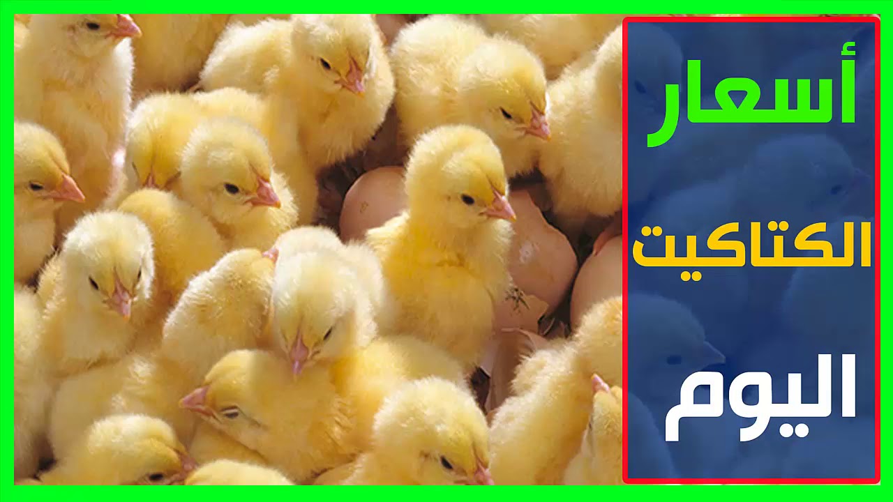 أسعار الكتاكيت في مصر