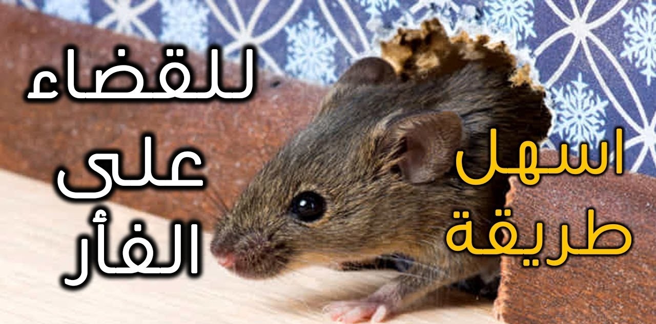 أسهل طرق للقضاء على الفئران