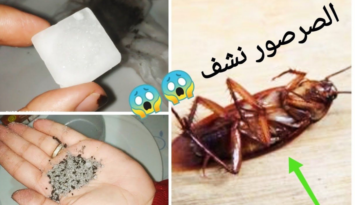 التخلص من البق والصراصير