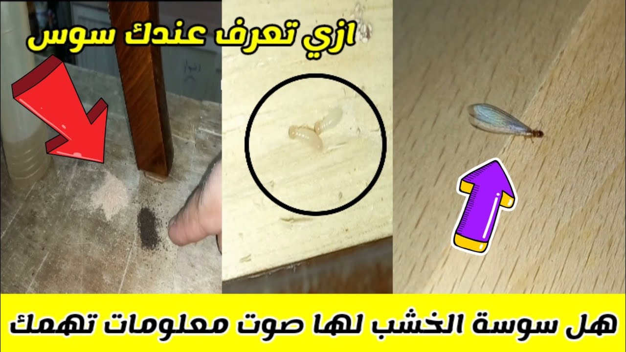 التخلص من السوس