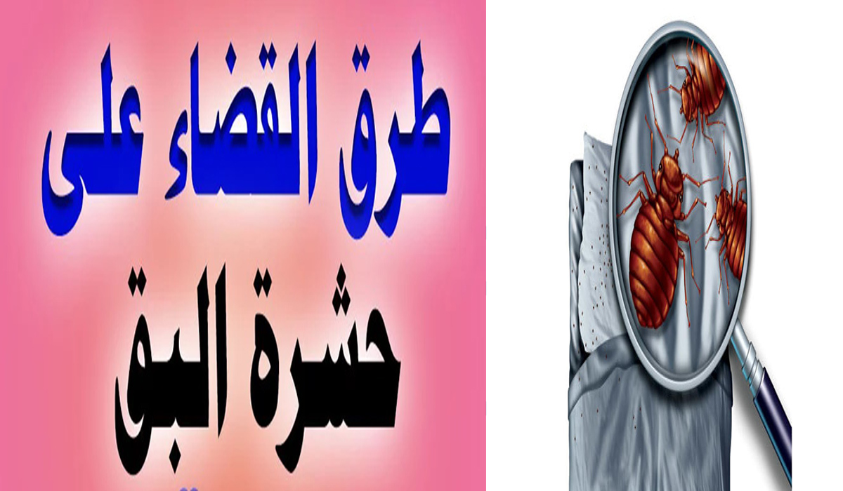 التخلص من حشرات البق