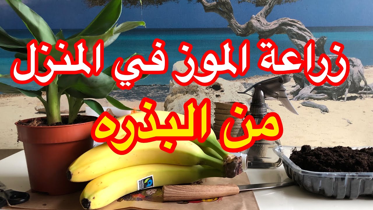 زراعة الموز في المنزل 