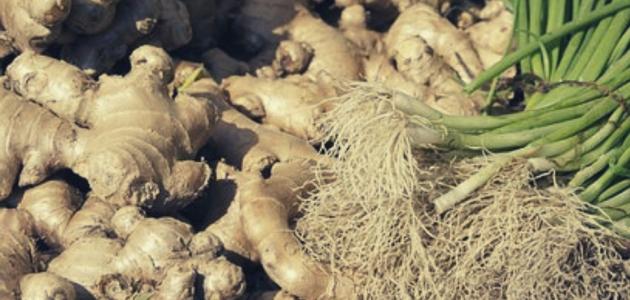 زراعة الزنجبيل في البيت بالماء