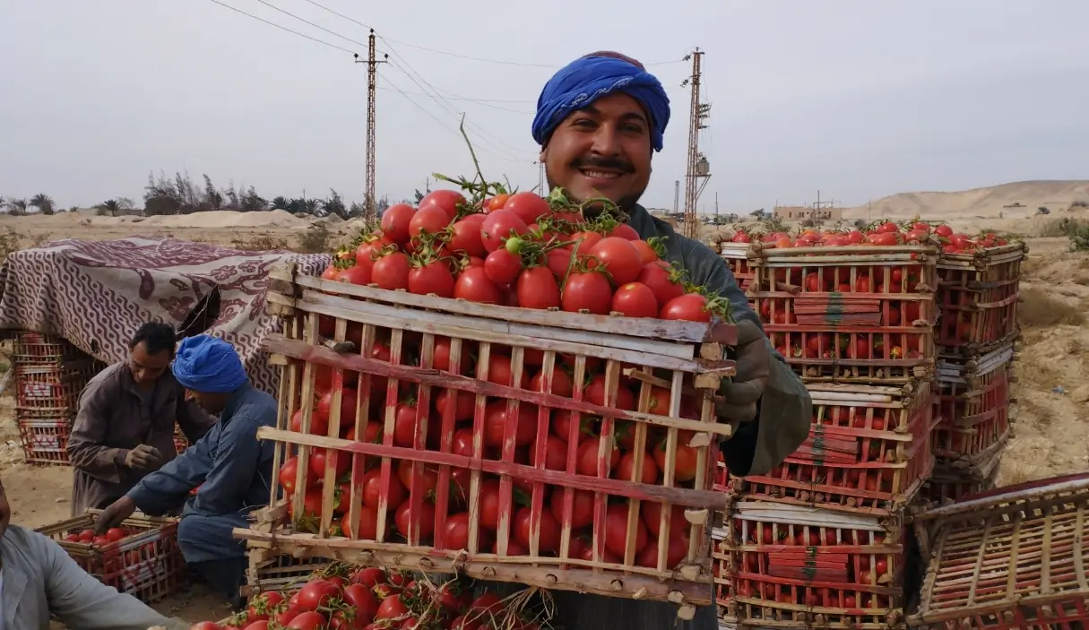 السعر الجديد لقفص الطماطم اليوم السبت