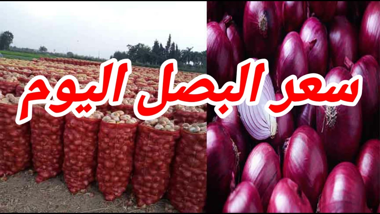 انخفاض أسعار البصل في مصر