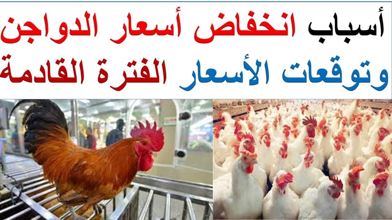 انخفاض أسعار الدواجن