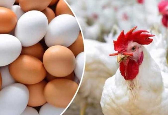 انخفاض جديد في أسعار الدواجن