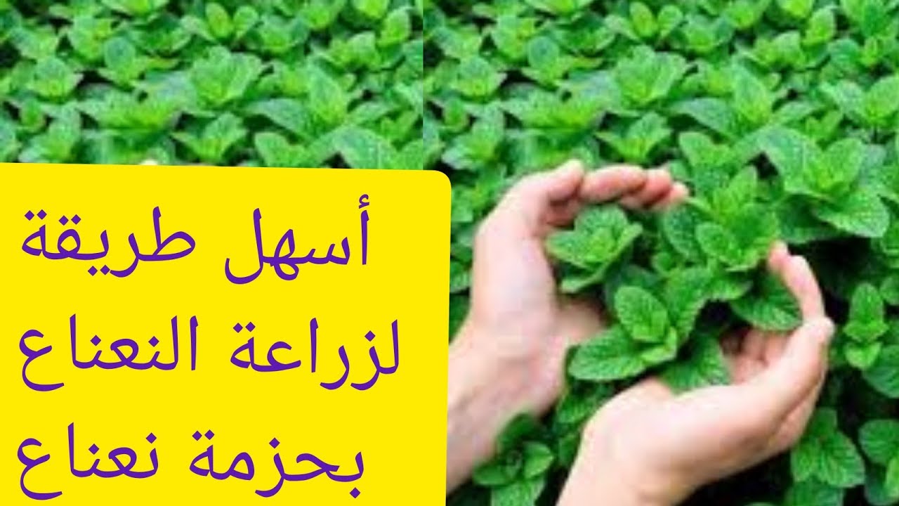 زراعة النعناع