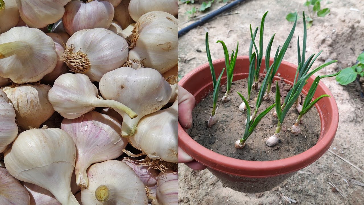 زراعة الثوم في البيت