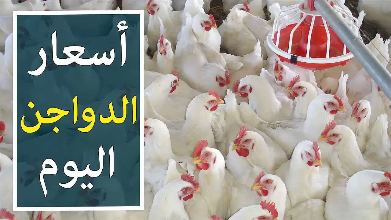 سعر الدواجن اليوم الاثنين 11 ديسمبر 2023 في مصر