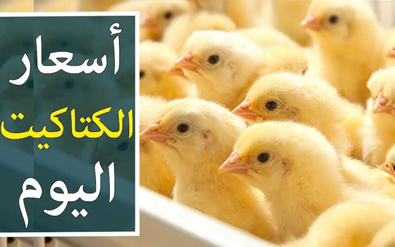 سعر الكتاكيت في مصر