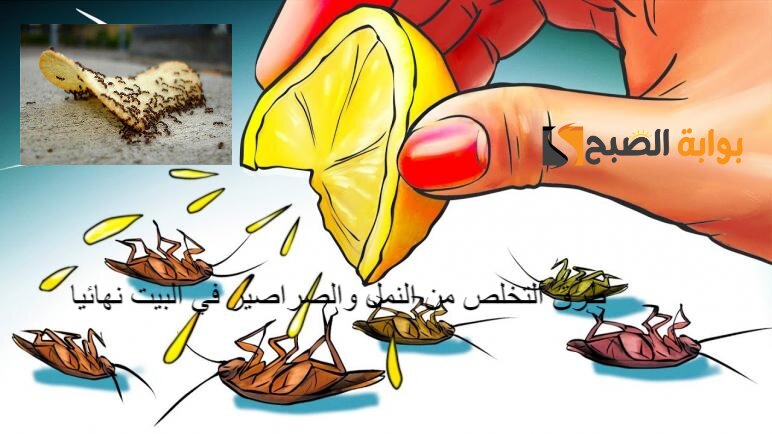 طرق التخلص من النمل والصراصير في البيت نهائيا