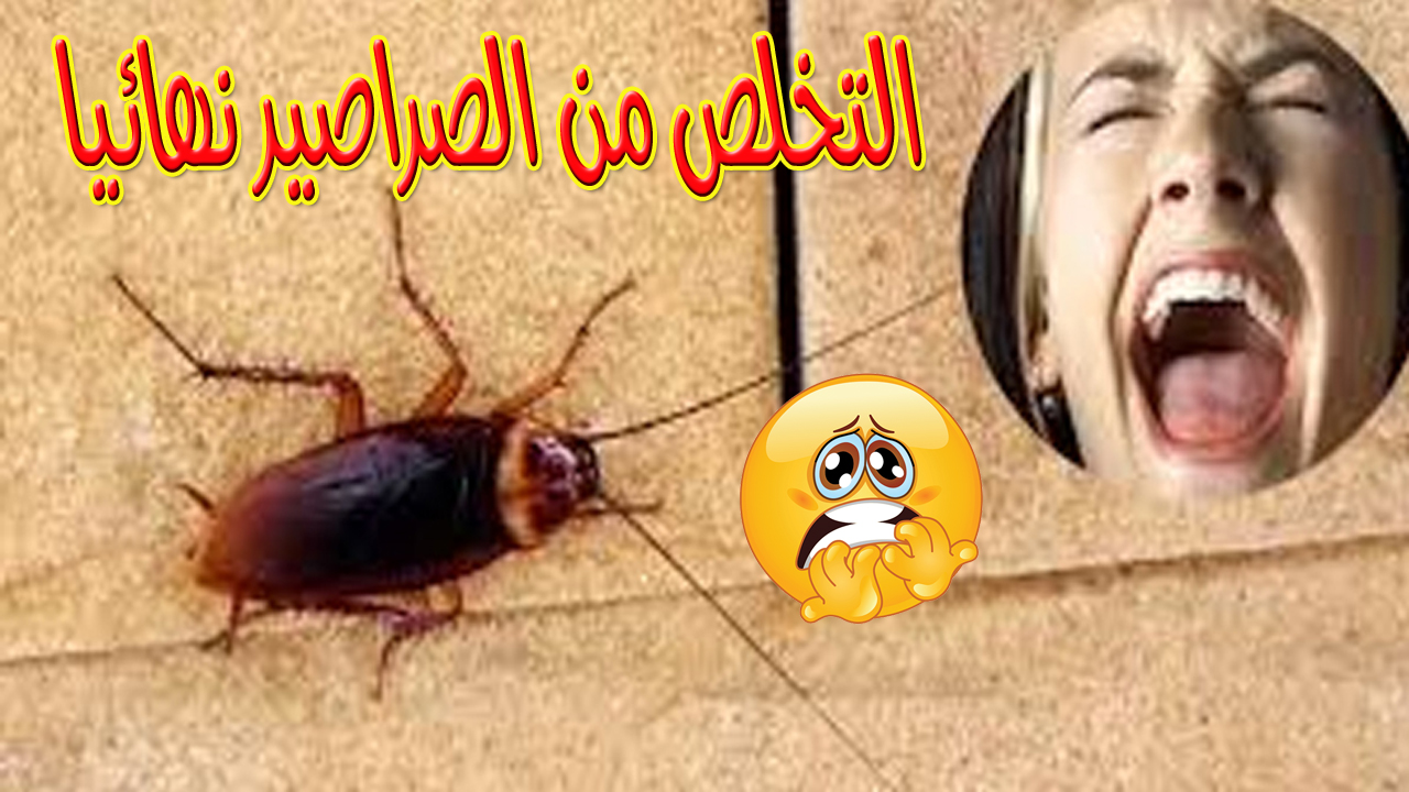 طريقة القضاء على الصراصير الصغيرة في المنزل