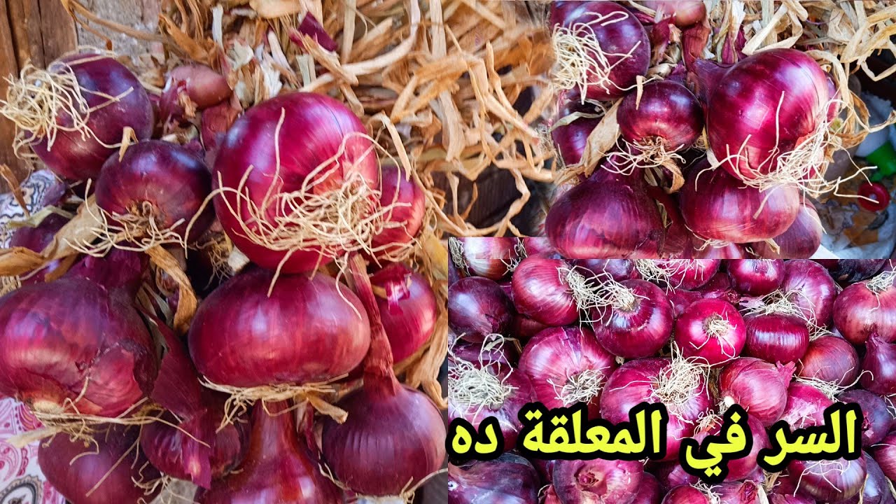 طريقة تخزين البصل من السنة للسنة