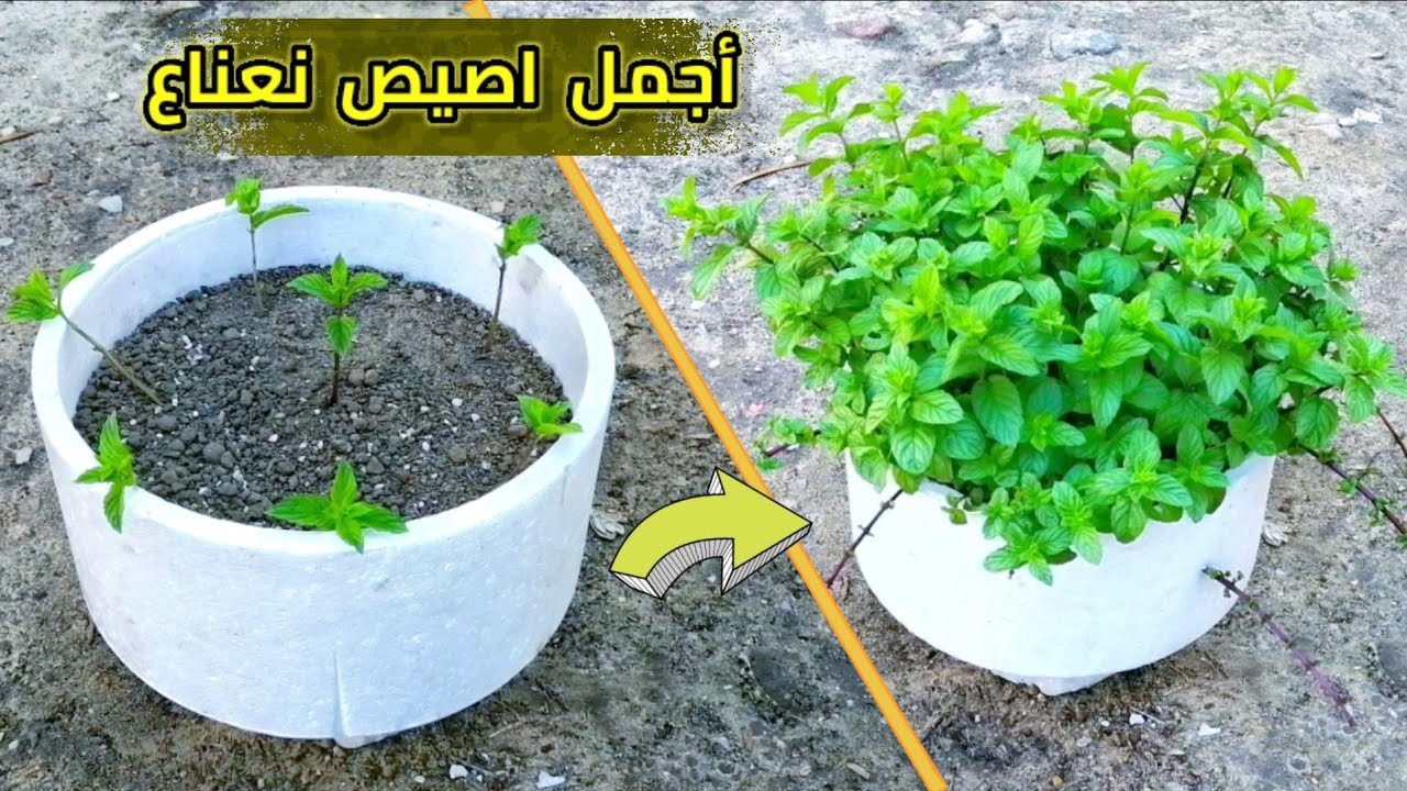 طريقة زرع النعناع