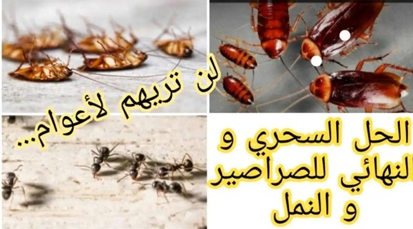 عجينة التخلص من النمل