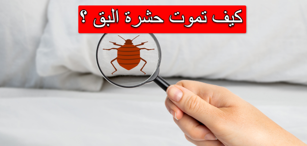 ما الشيء الذي يكرهه البق؟