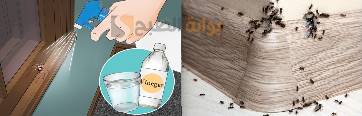 كيفية التخلص من النمل والعناكب في المنزل
