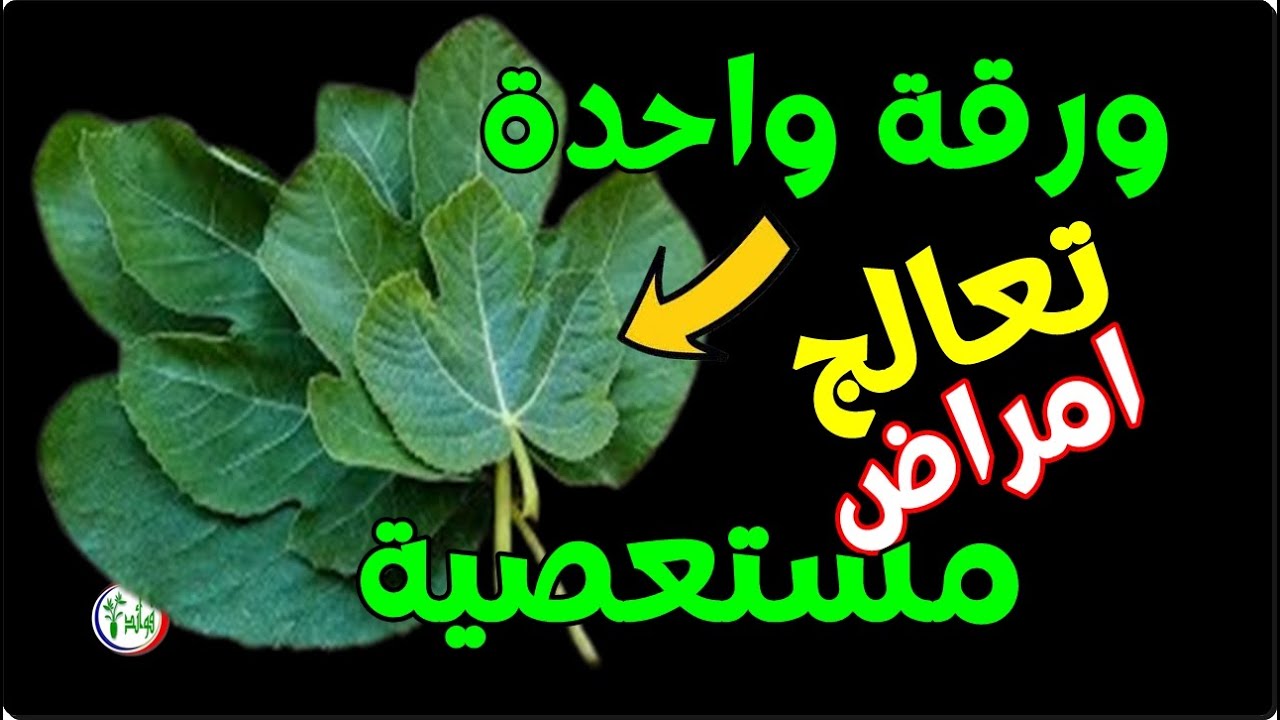 معجزة حرق ورق التين الأخضر في المنزل