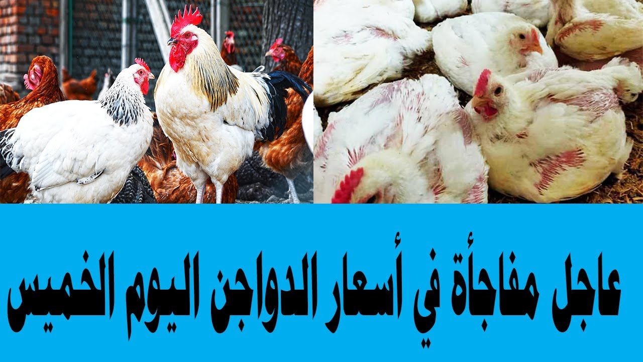 مفاجأة في أسعار الدواجن