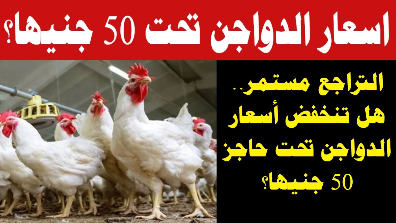 مفاجأة في أسعار الدواجن