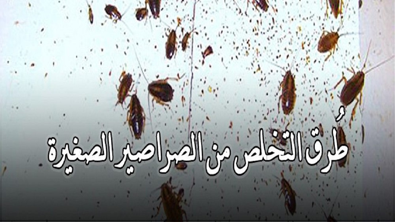 القضاء على الصراصير الصغيرة
