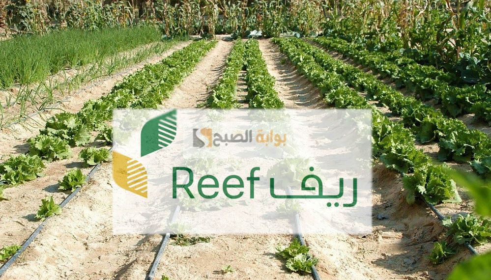 من يستحق دعم ريف