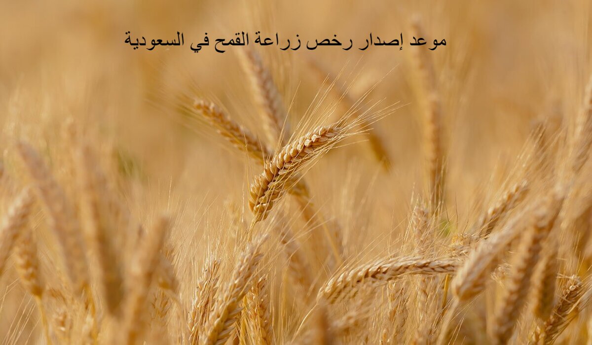 متى هو موعد إصدار رخص زراعة القمح في السعودية