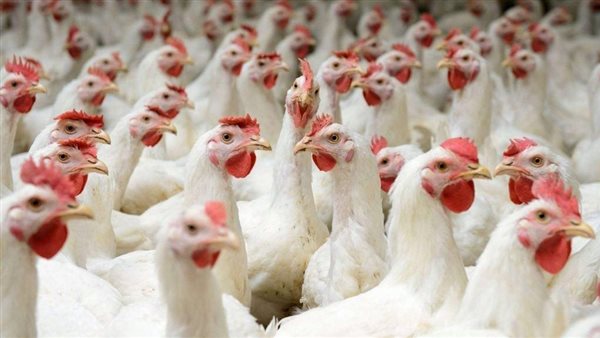 هبوط أسعار الدواجن