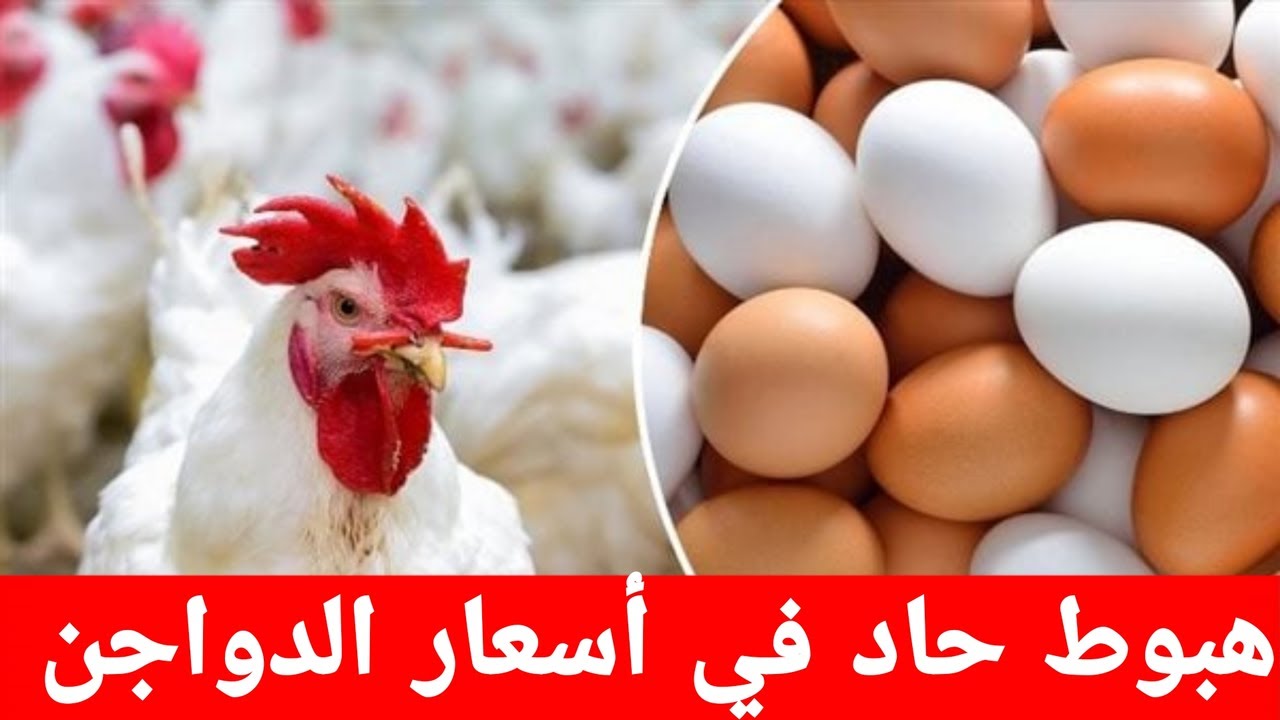 هبوط بورصة الدواجن