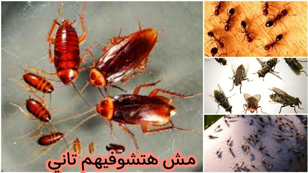 هتهرب من بيتك القضاء على حشرة البق والصراصير والنمل داخل المنزل بطرق طبيعيه فعاله 1024x576 1
