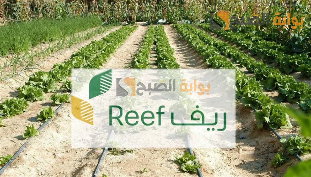 هل يمكن التسجيل فى ريف بدون مشروع؟ الزراعة تجيب