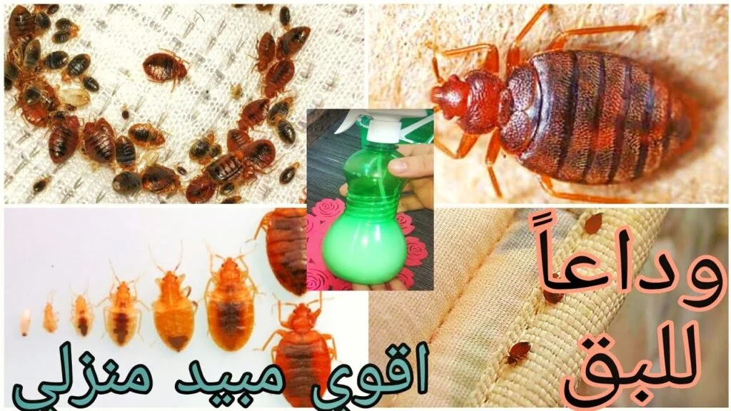 وصفة التخلص من البق 1024x576 1