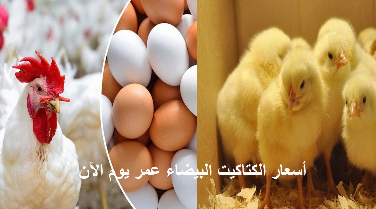 أسعار الكتاكيت اتجننت| ارتفاع سعر الكتكوت الأبيض اليوم تزامناً مع ارتفاع أسعار الفراخ والأعلاف
