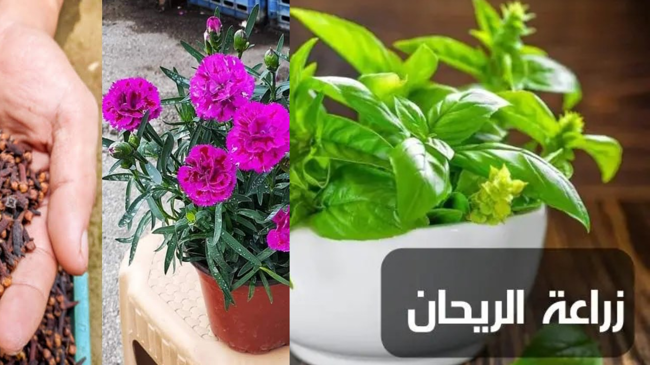 طريقة زراعة القرنفل والريحان