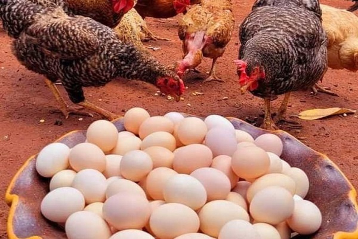 أسعار الدواجن اليوم