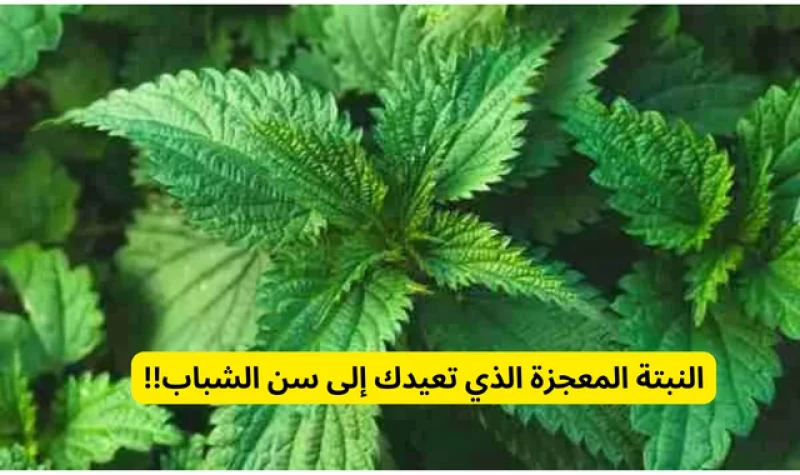 عشبة طبيعية