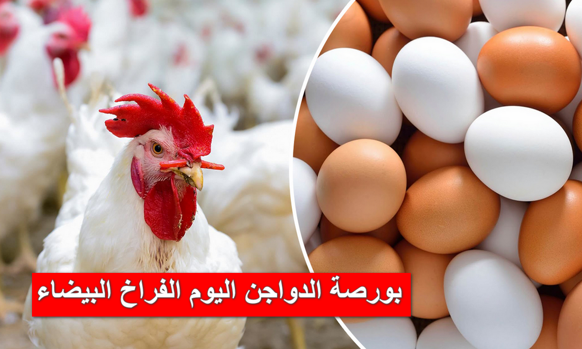 بورصة الدواجن اليوم الفراخ البيضاء