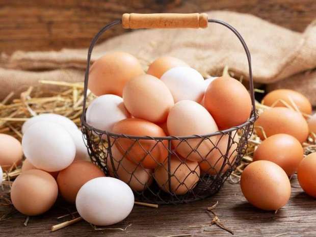 أسعار بورصة البيض اليوم