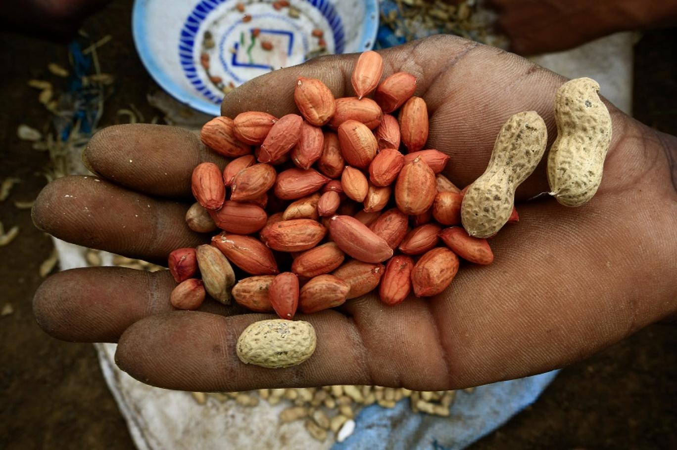 فوائد تناول الفول السوداني الجسم
