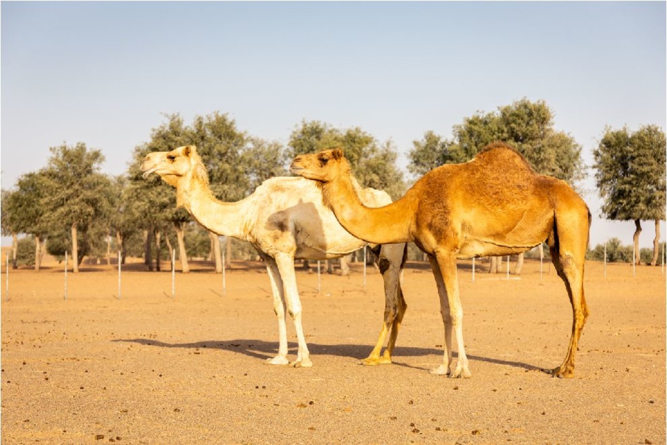 خطوات ترقيم الإبل