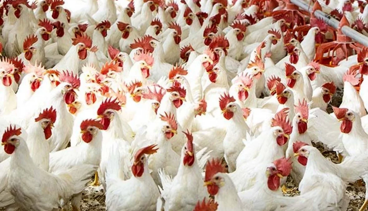 أسعار الدواجن اليوم 