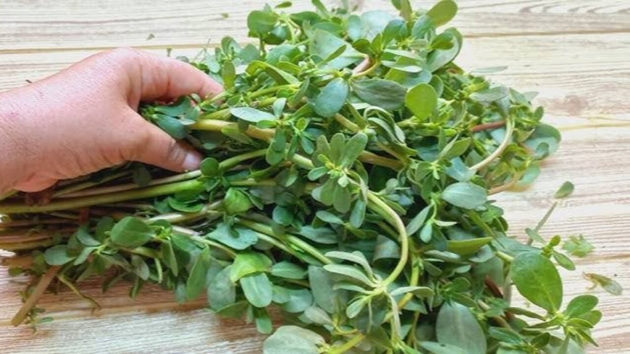 ماسك نبات البقلة للبشرة